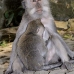 monkey_macaque_balinese_mf_ubud_v_0232_bal0233.jpg
